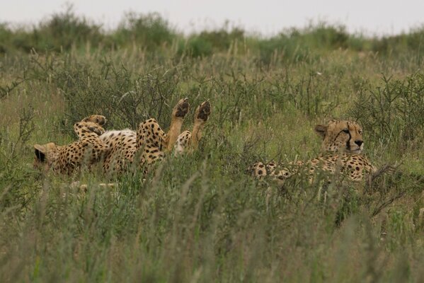 Wild cats on vacation. Cheetahs