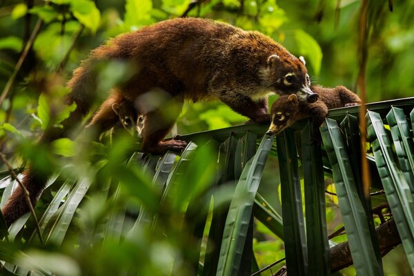 Madre con cachorros arrastrándose por ramas verdes