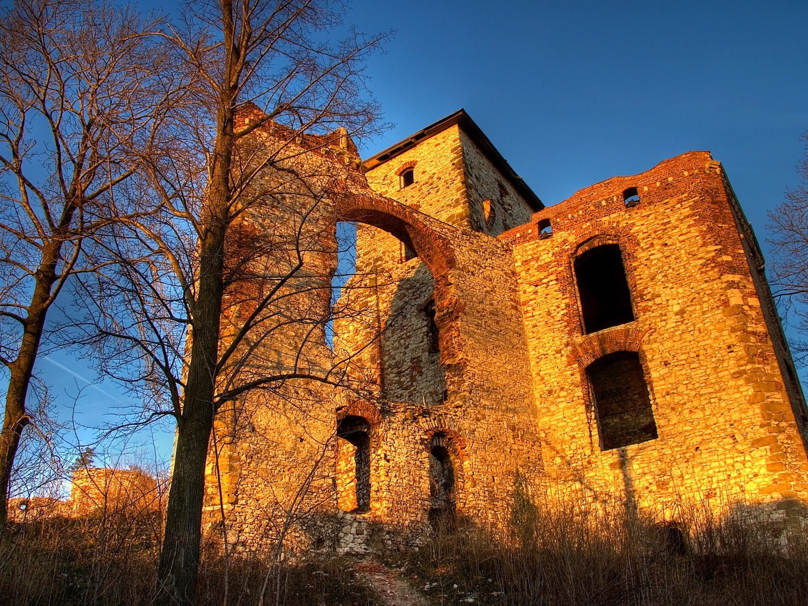 tree building ruin