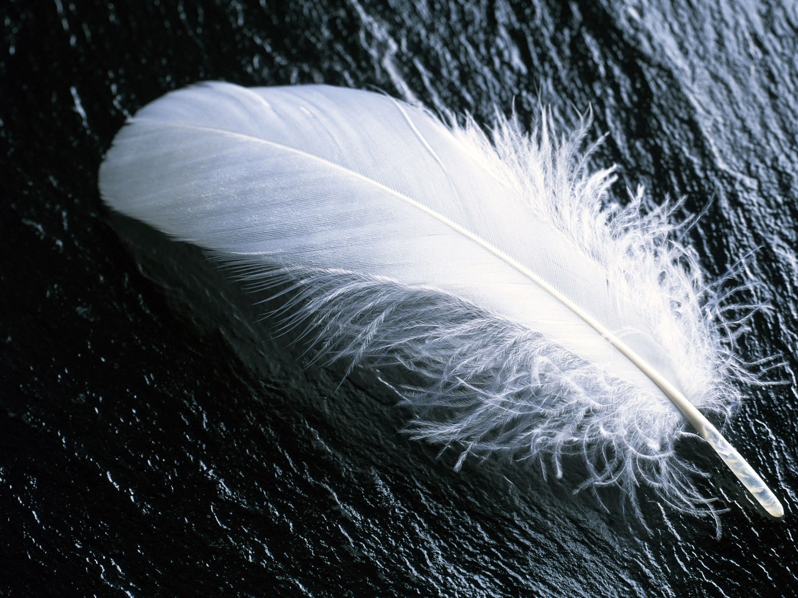 feather