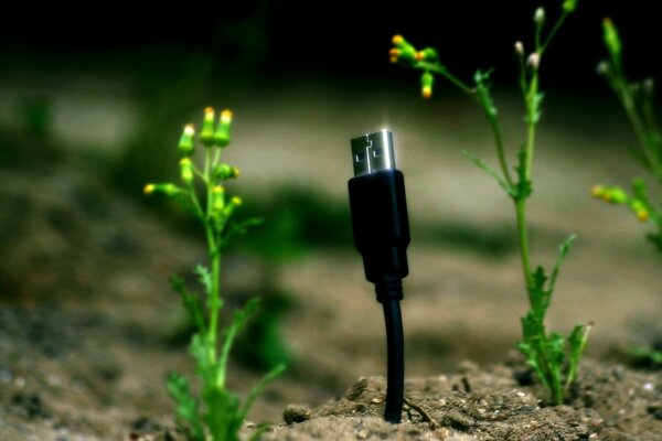 Cable grow out of the ground with flowers