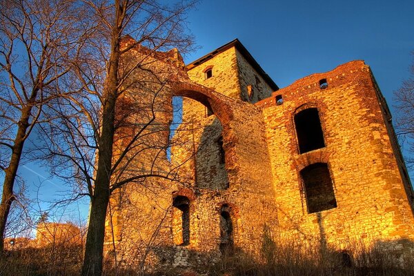 Alte Bäume vor dem Hintergrund der Ruinen eines Gebäudes