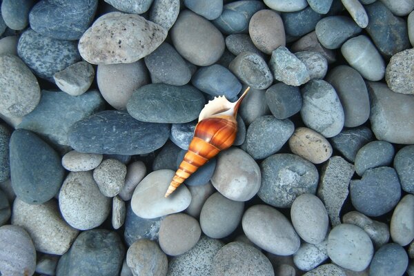 Belle coquille sur les pierres bleues