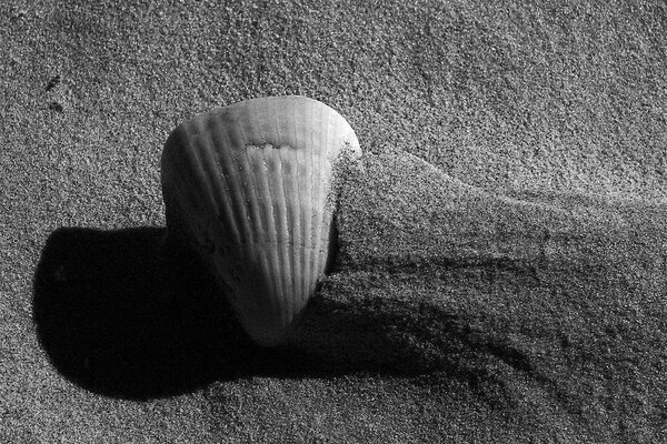 Eine Muschel, die im Sand unter der Sonne liegt