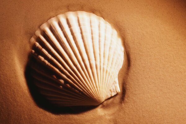 The shell lies on the surface of the sand