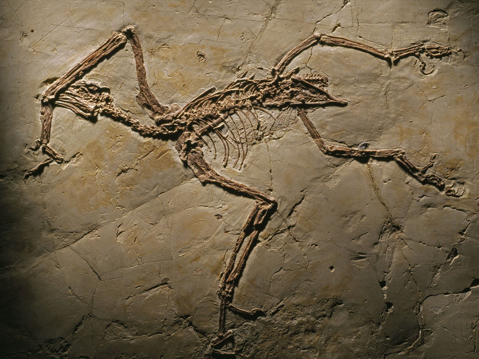 apeornis chaoyangensis remains stone