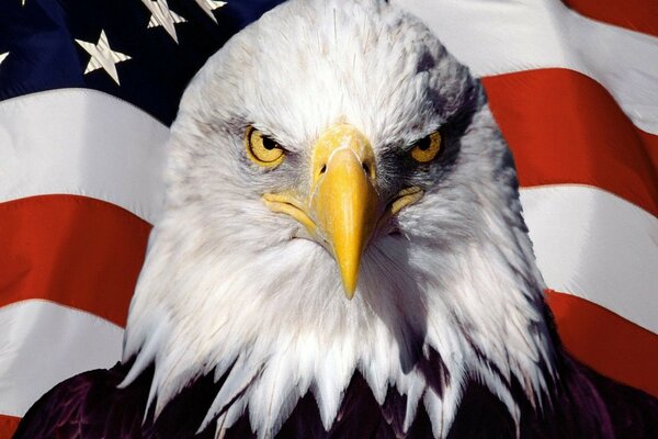 Eagle on the background of the flag of America