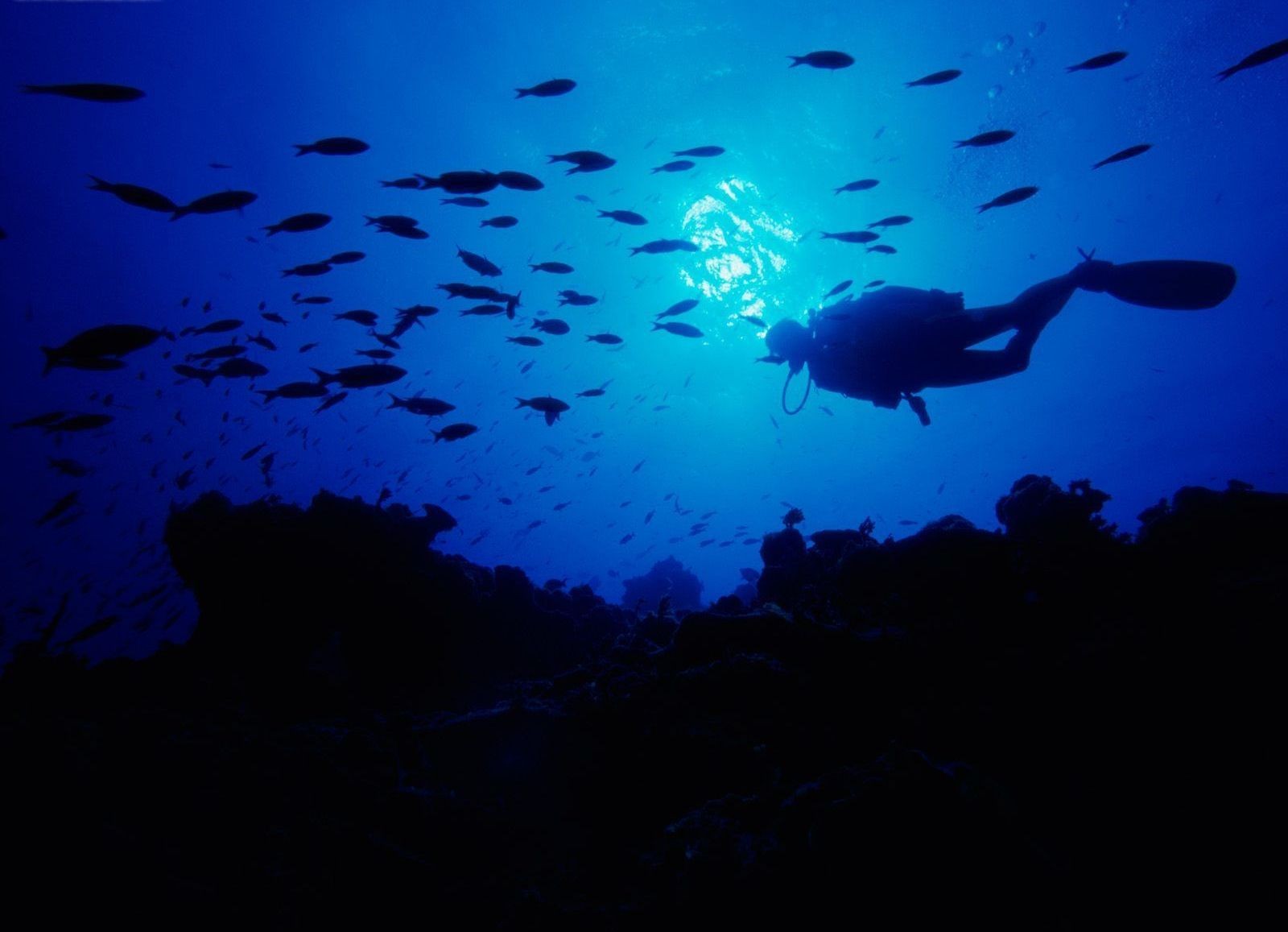 tauchen sansalvador bahamas