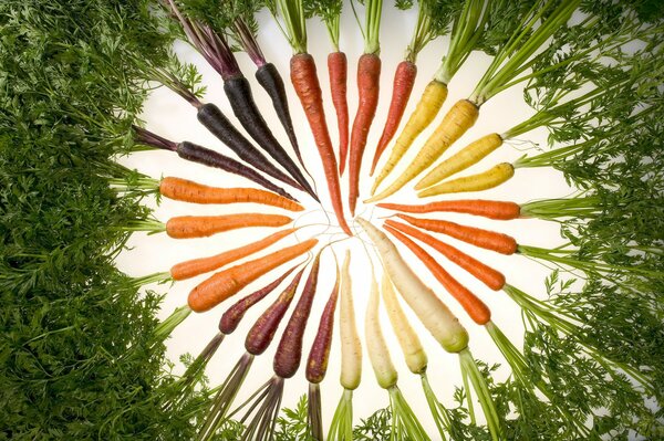 Delicious juicy carrots abundance of color