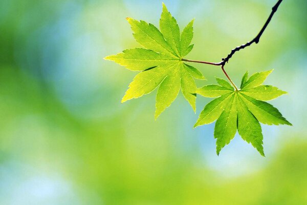 Así que las hojas verdes florecieron con el Inicio de la primavera