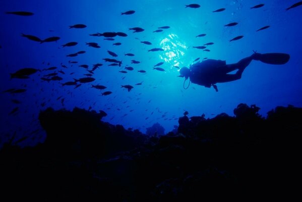 Unterwasserwelt auf den Bahamas in der Nacht