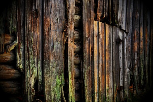 Wooden wall covered with mold and moss