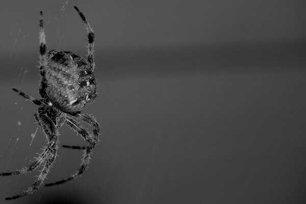 Araignée poilue noir et blanc sur fond gris