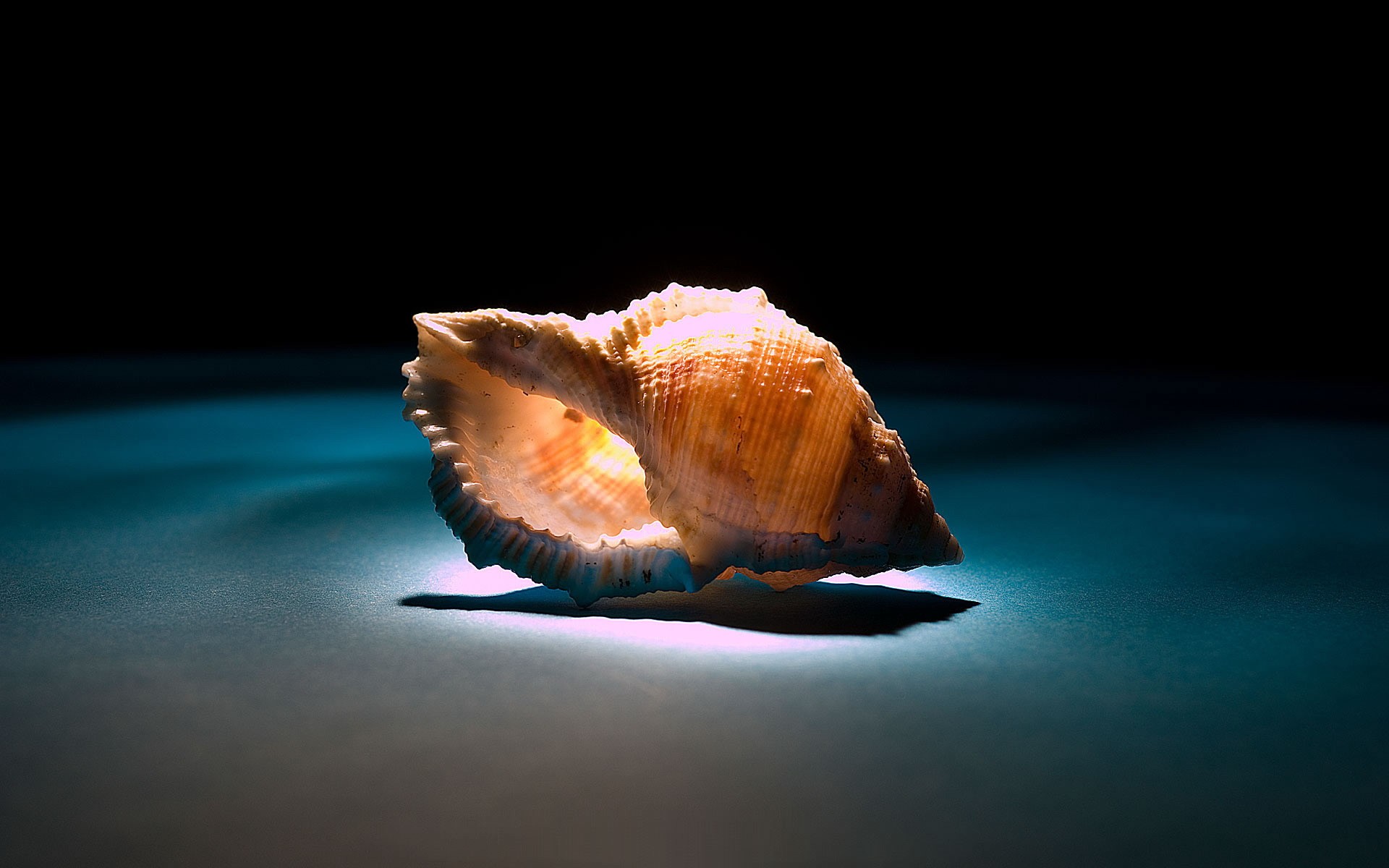 shell sous lumière