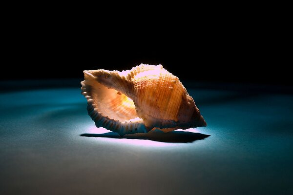 Belle coquille avec rétro-éclairage sur fond sombre