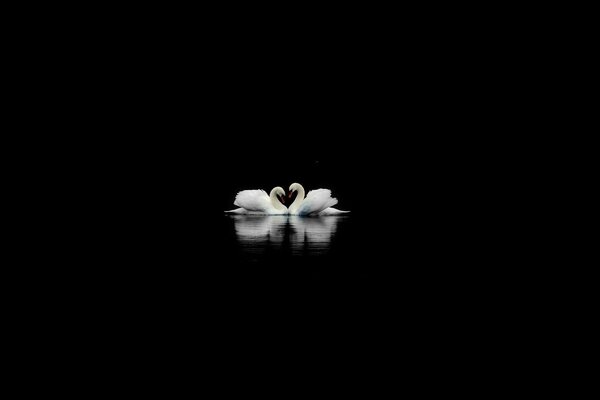 El amor de los cisnes en una foto