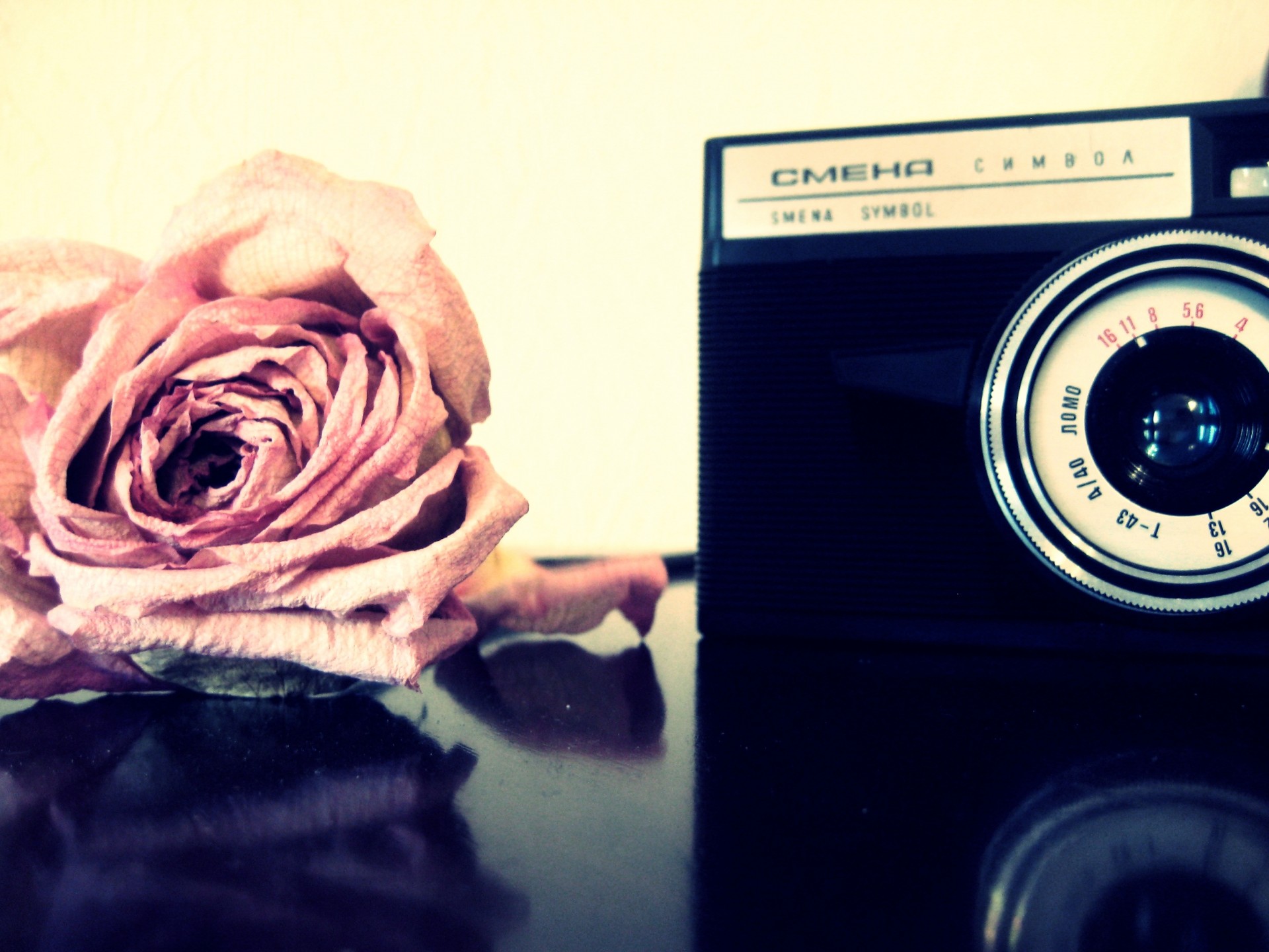 flower a camera rose