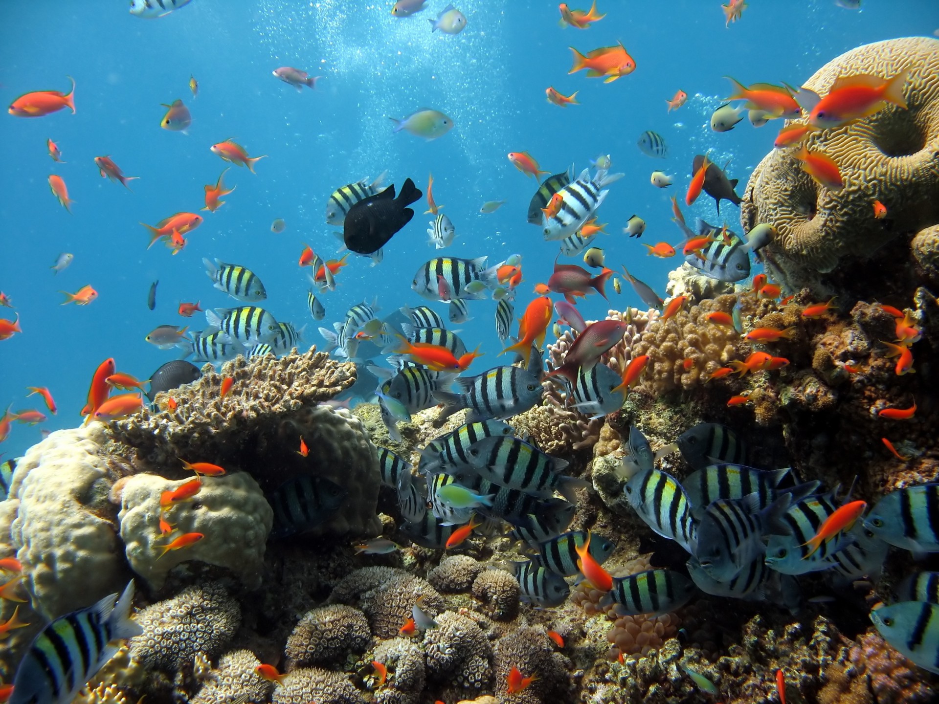 poissons mer océan corail poissons aquarium pêche plongée