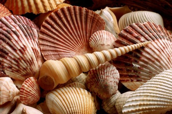 Erstaunliche Muscheln in Form einer Spirale und als Platte