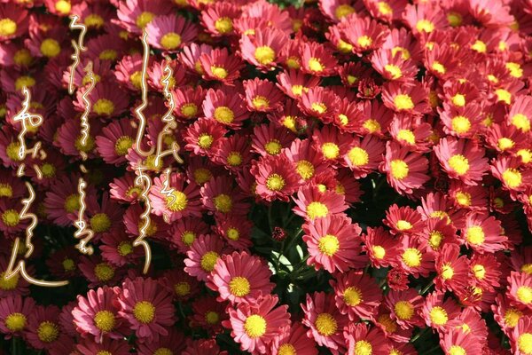 Hermosas flores campo de flores el paraíso de las flores apesta allí