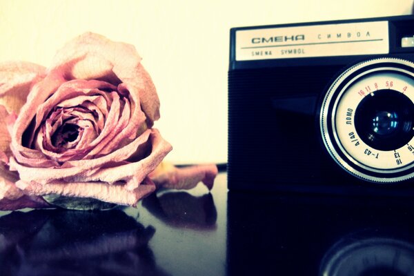 Czarny aparat i różowa róża