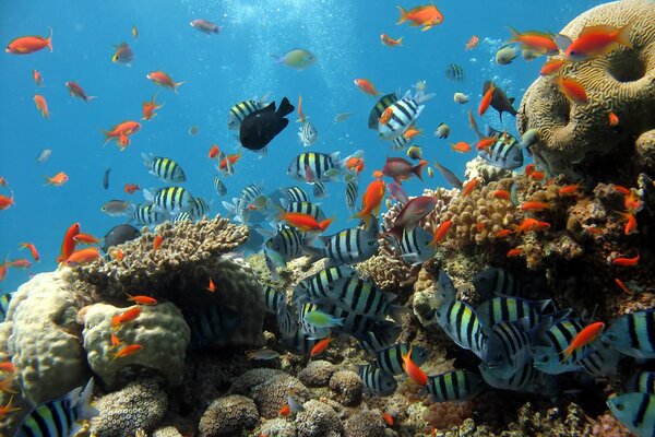 Aquarium with beautiful striped and goldfish