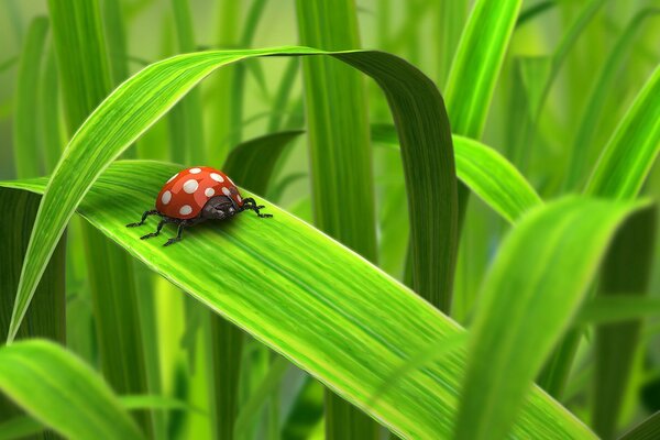 Ladybug on juicy greens
