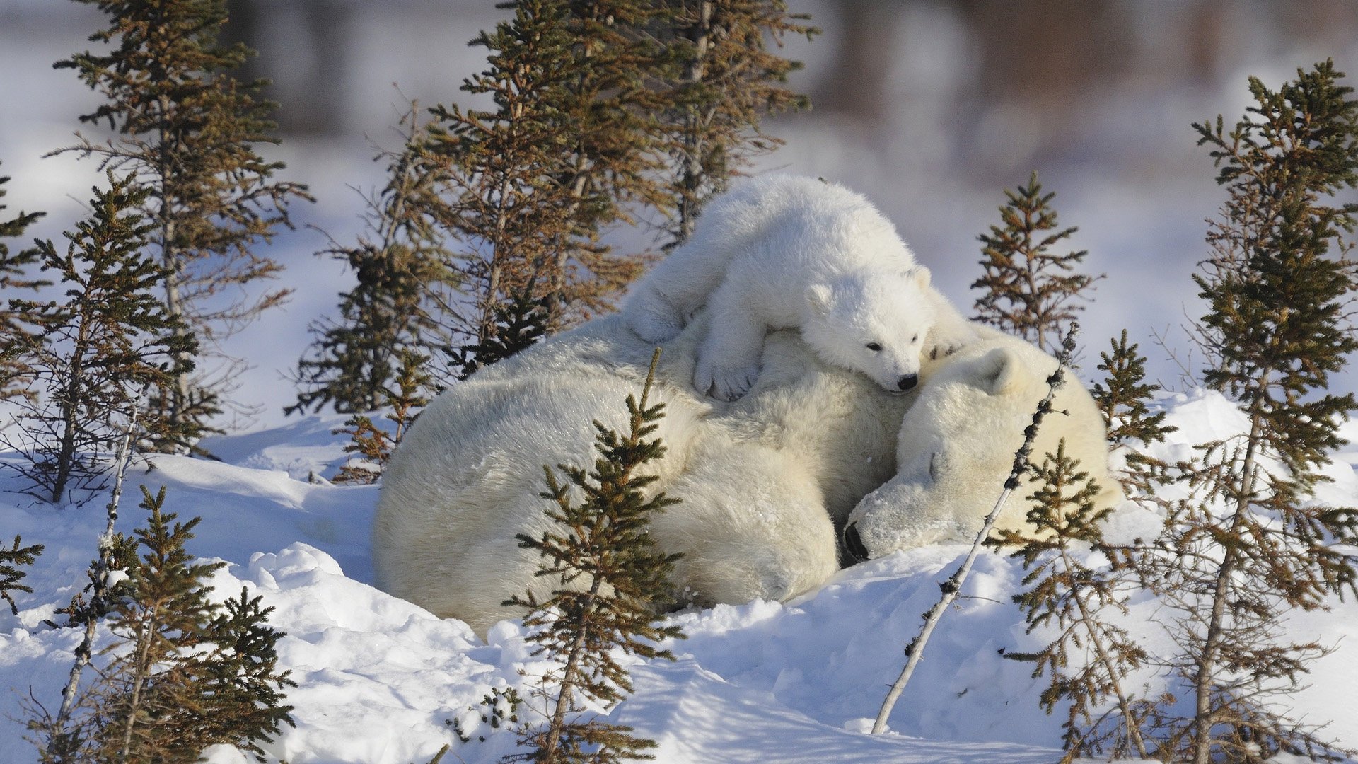 mom cub baby bear sleeping bear