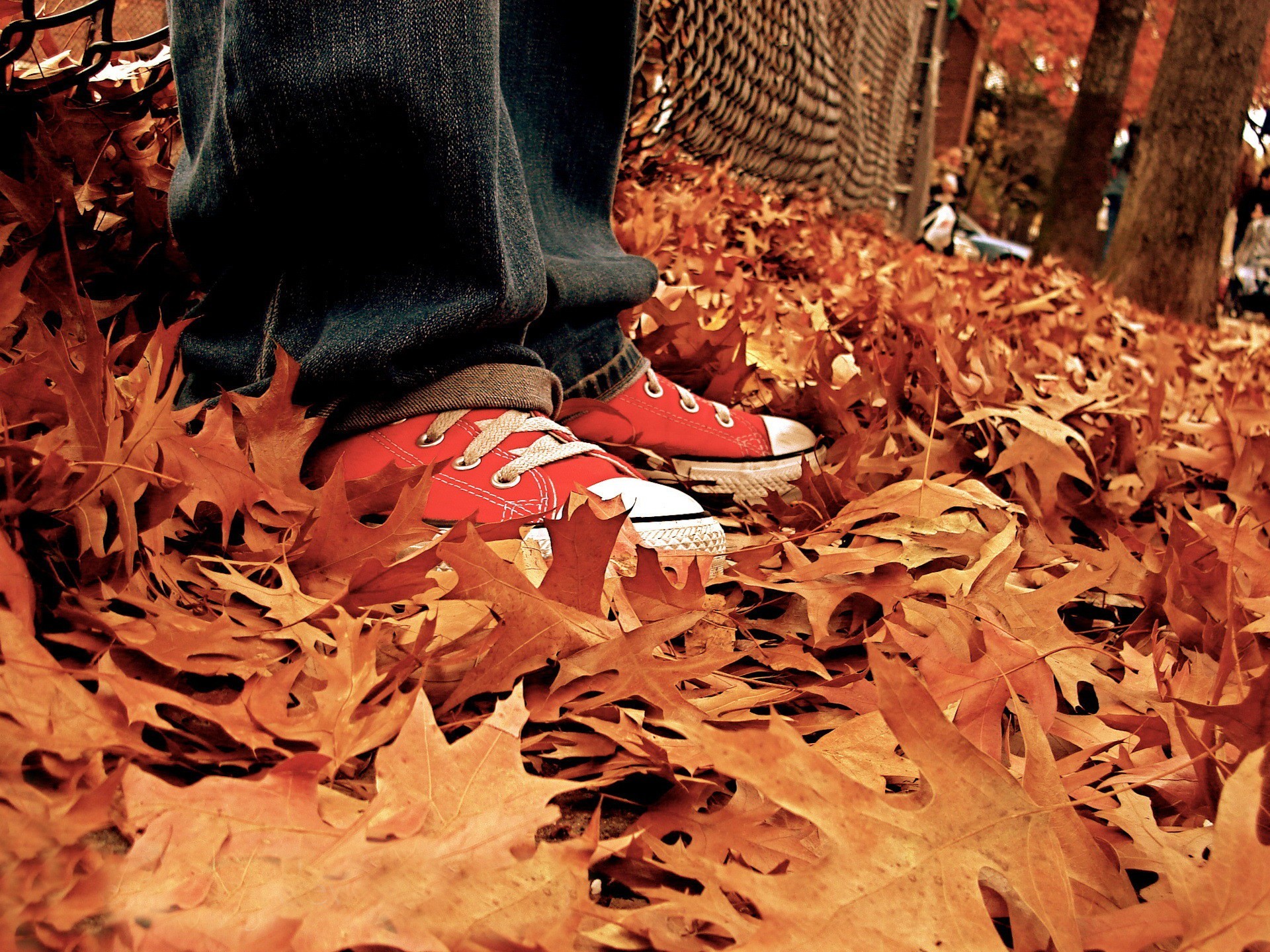 foglie autunno scarpe da ginnastica