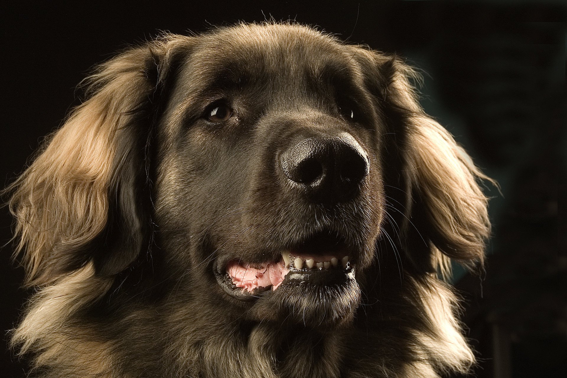 leonberger chien yeux museau