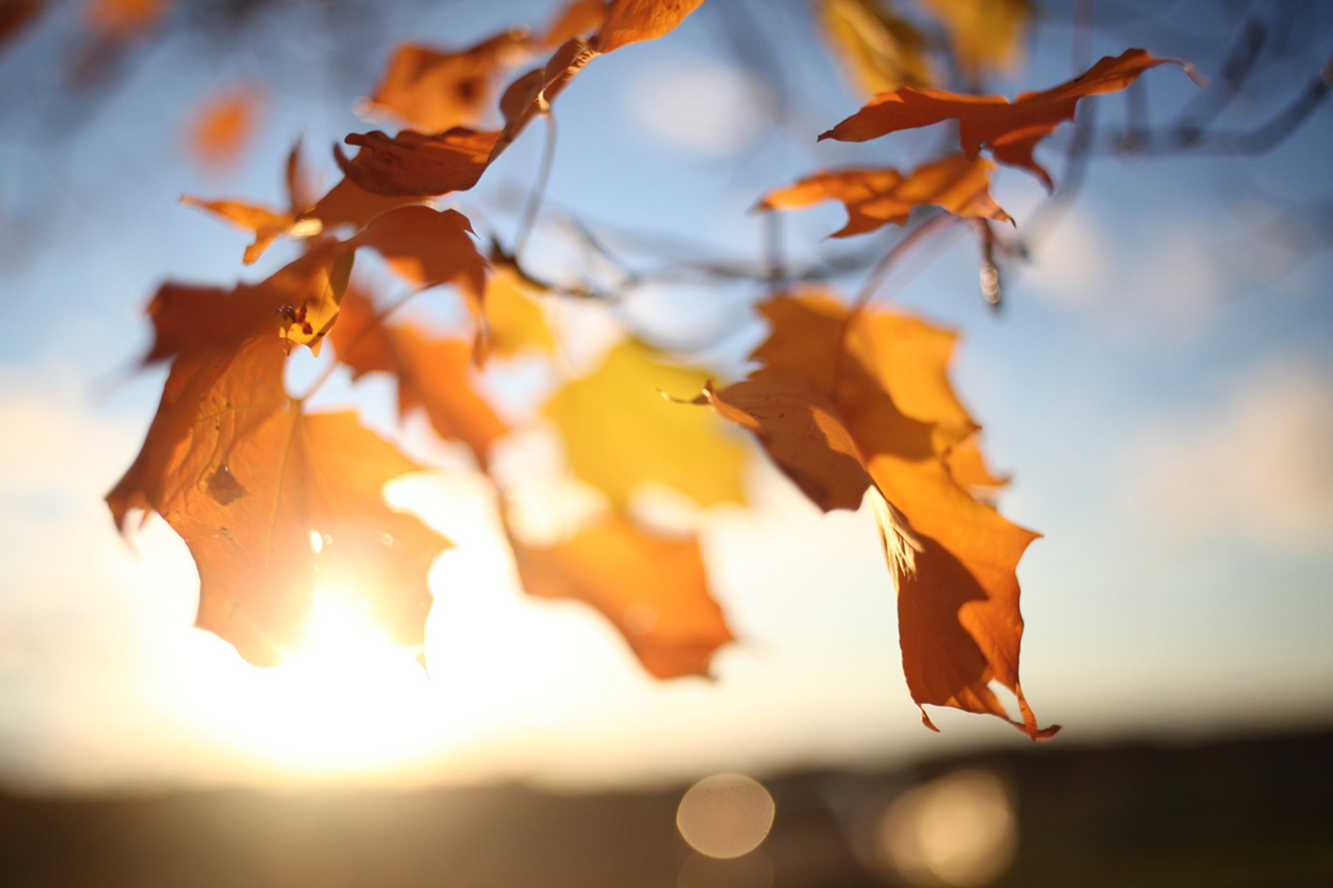 hojas cielo sol árbol otoño ramas arce luz