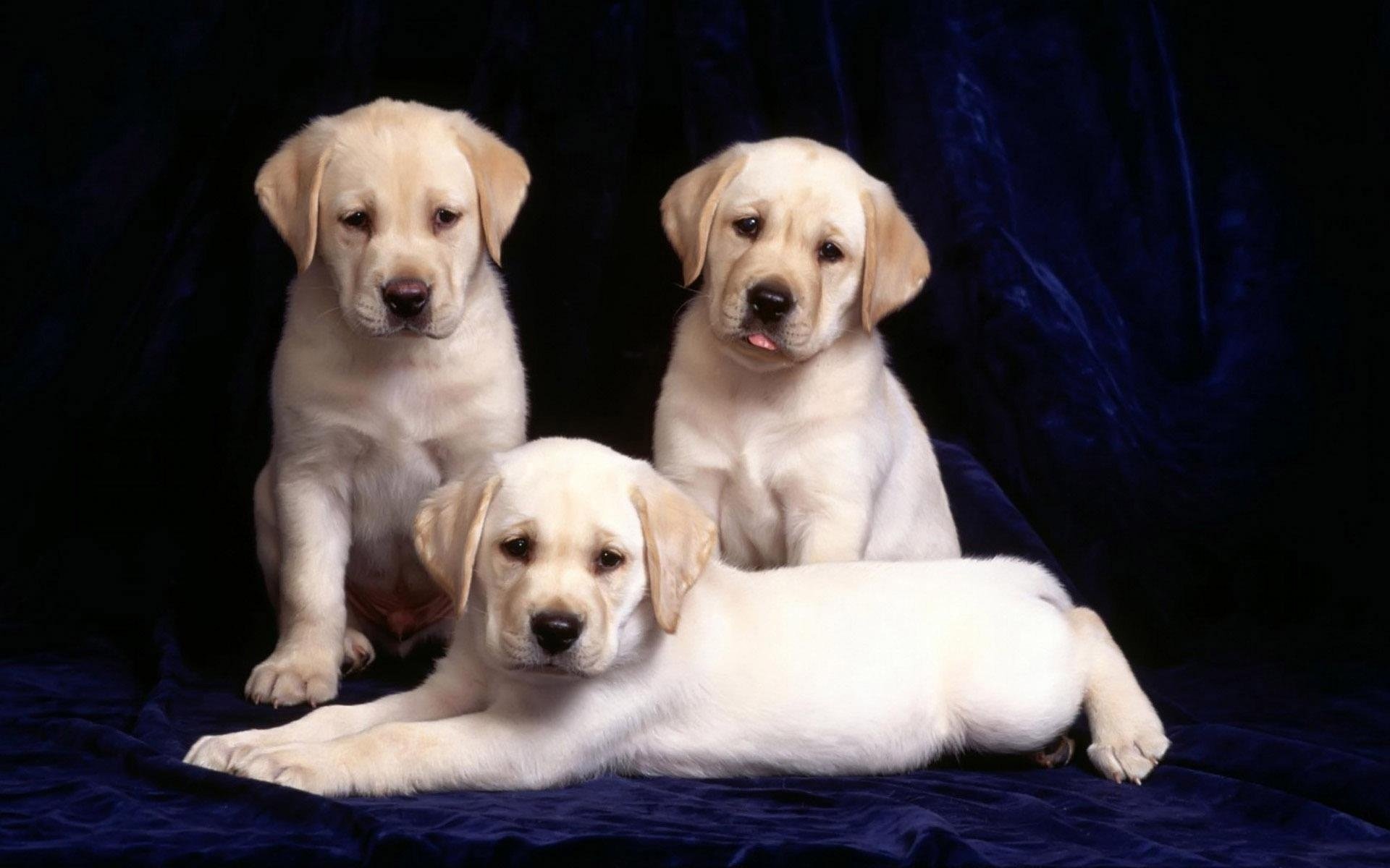 chiots trio labradors fond bleu