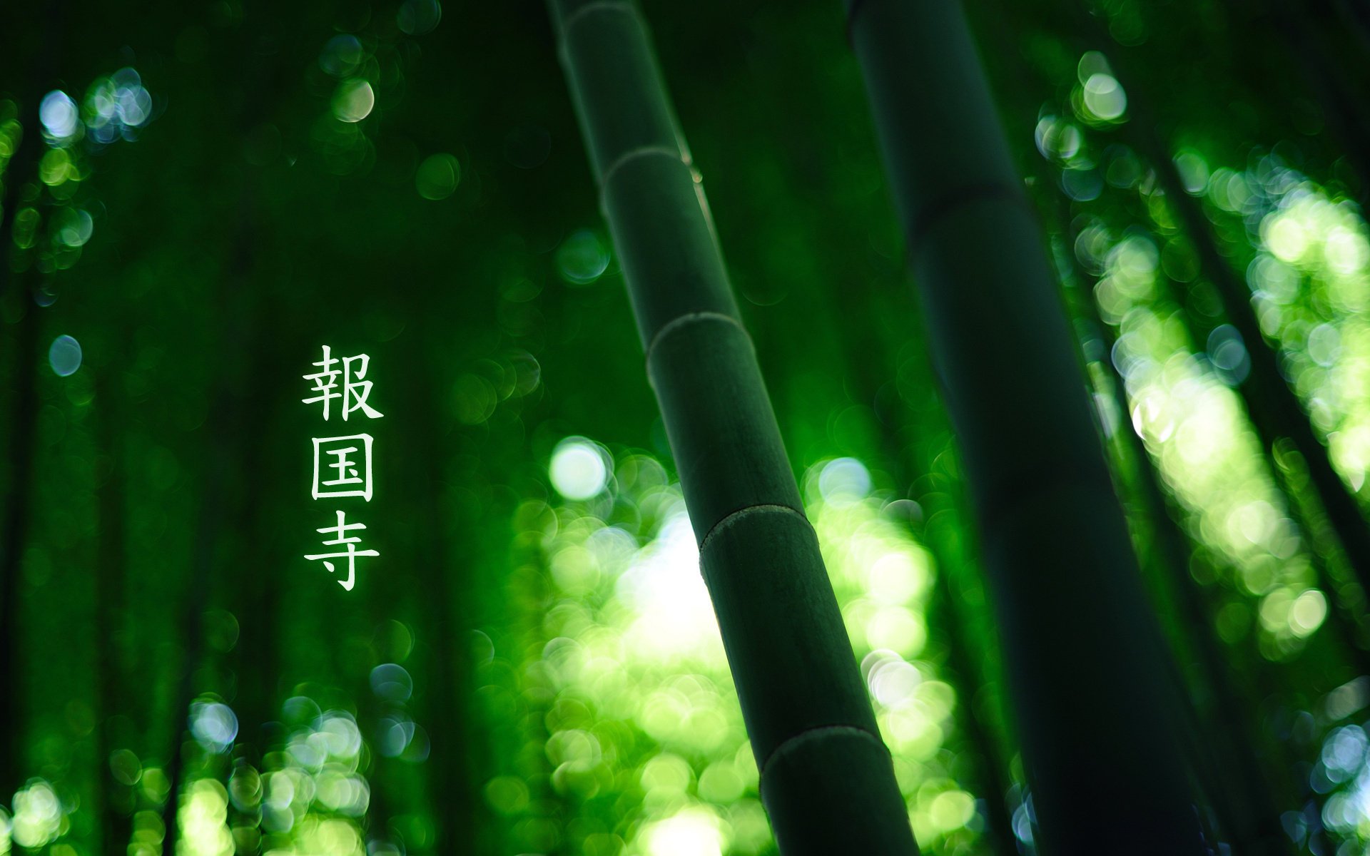 forest by burningmonk bamboo hieroglyphs green colour 1920x1200