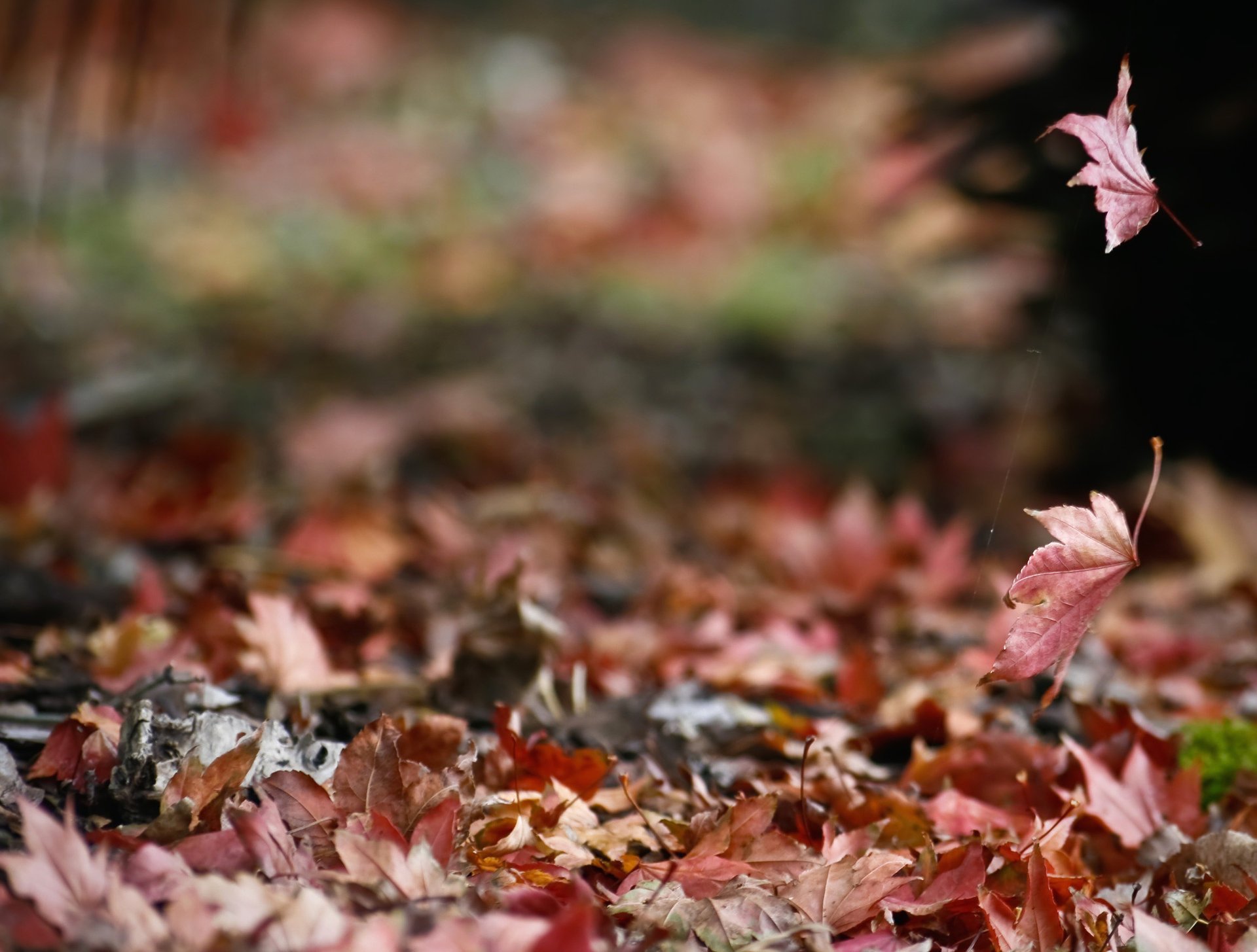 natur laub spinnennetz herbst