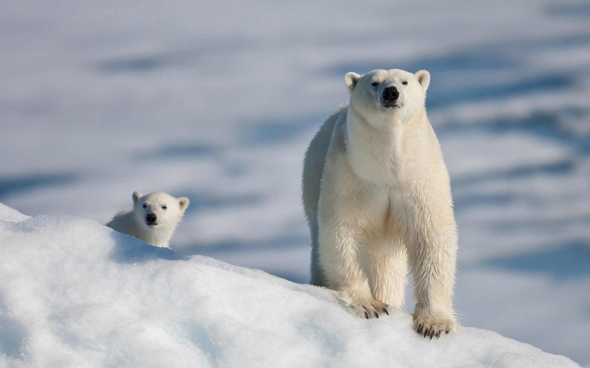 ours blanc griffes pattes neige