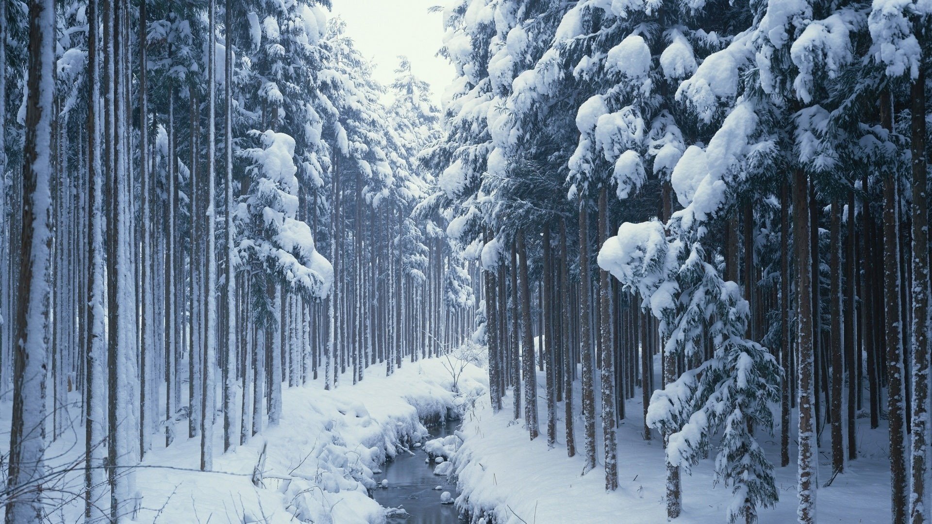 nature forest stream snow winter