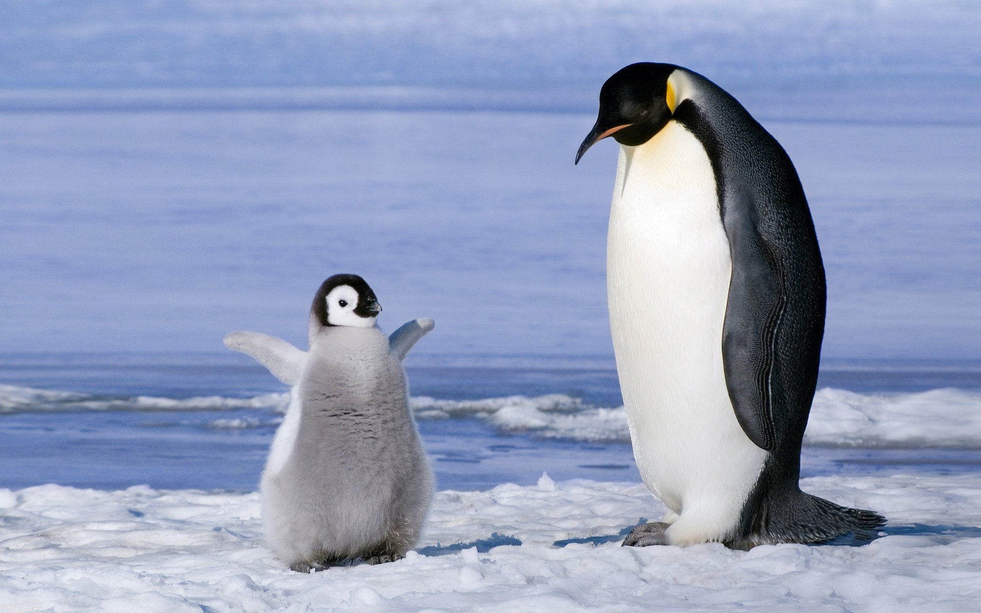 pinguini antartico famiglia pulcino cucciolo