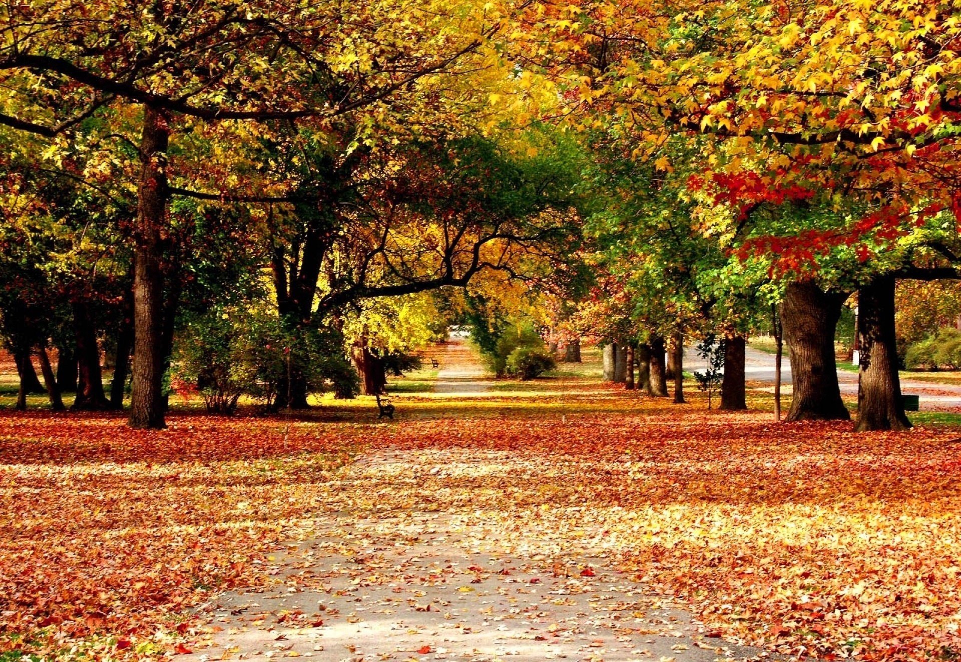 alley autumn leaves nature paint