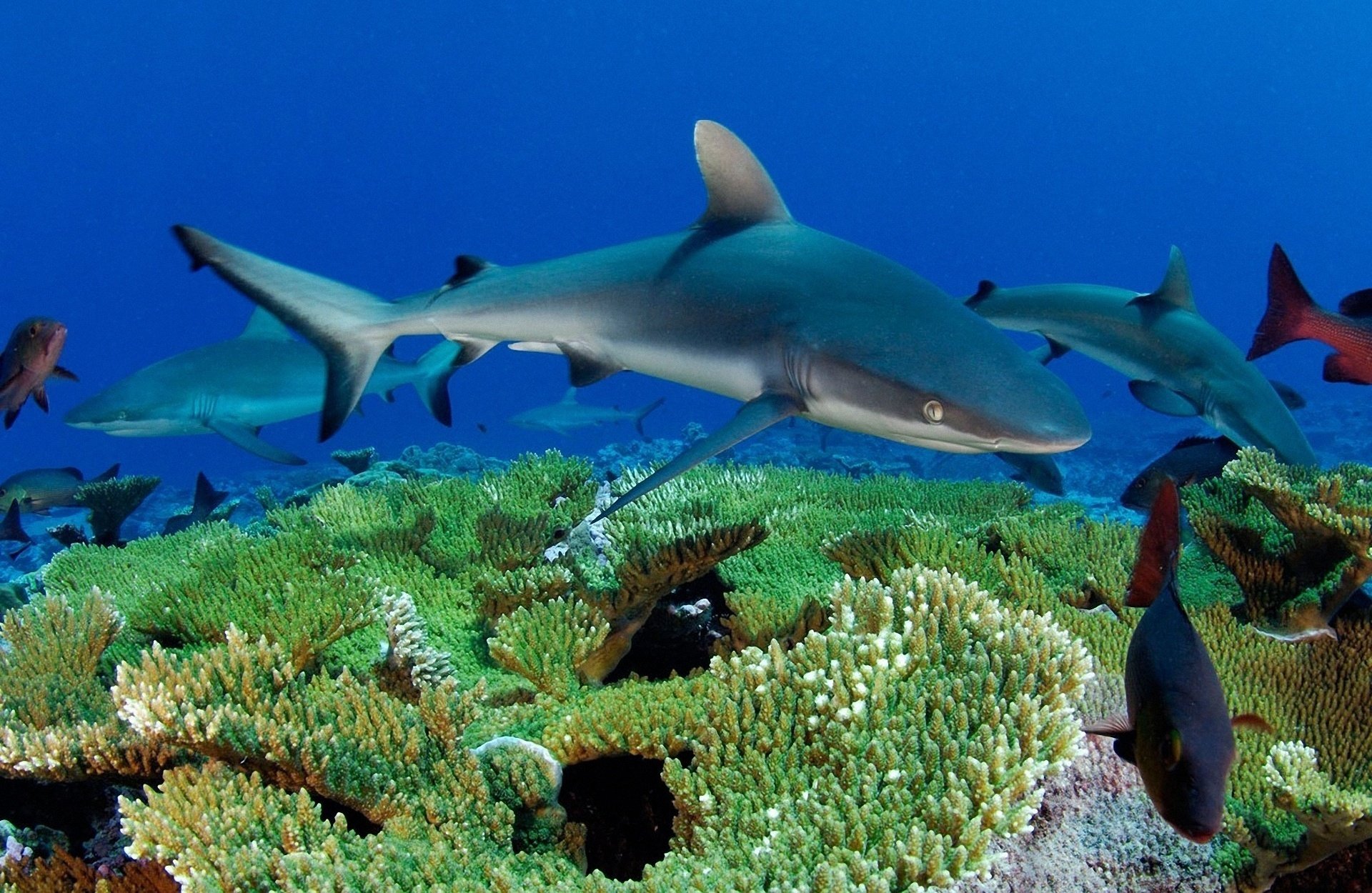 requins coraux monde sous-marin mer poissons