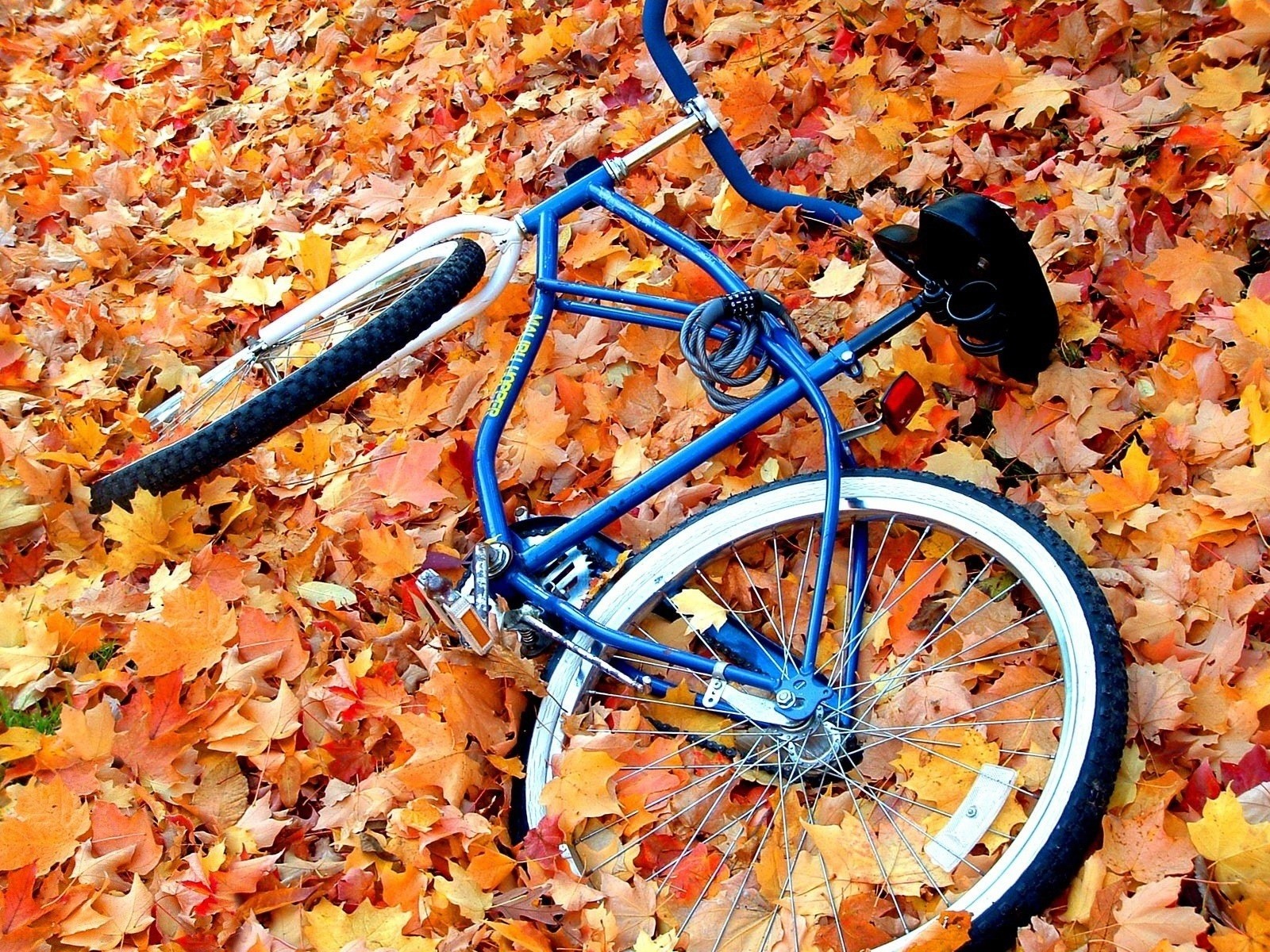 otoño final comienzo bicicleta bicicleta hojas amarillo abandonado