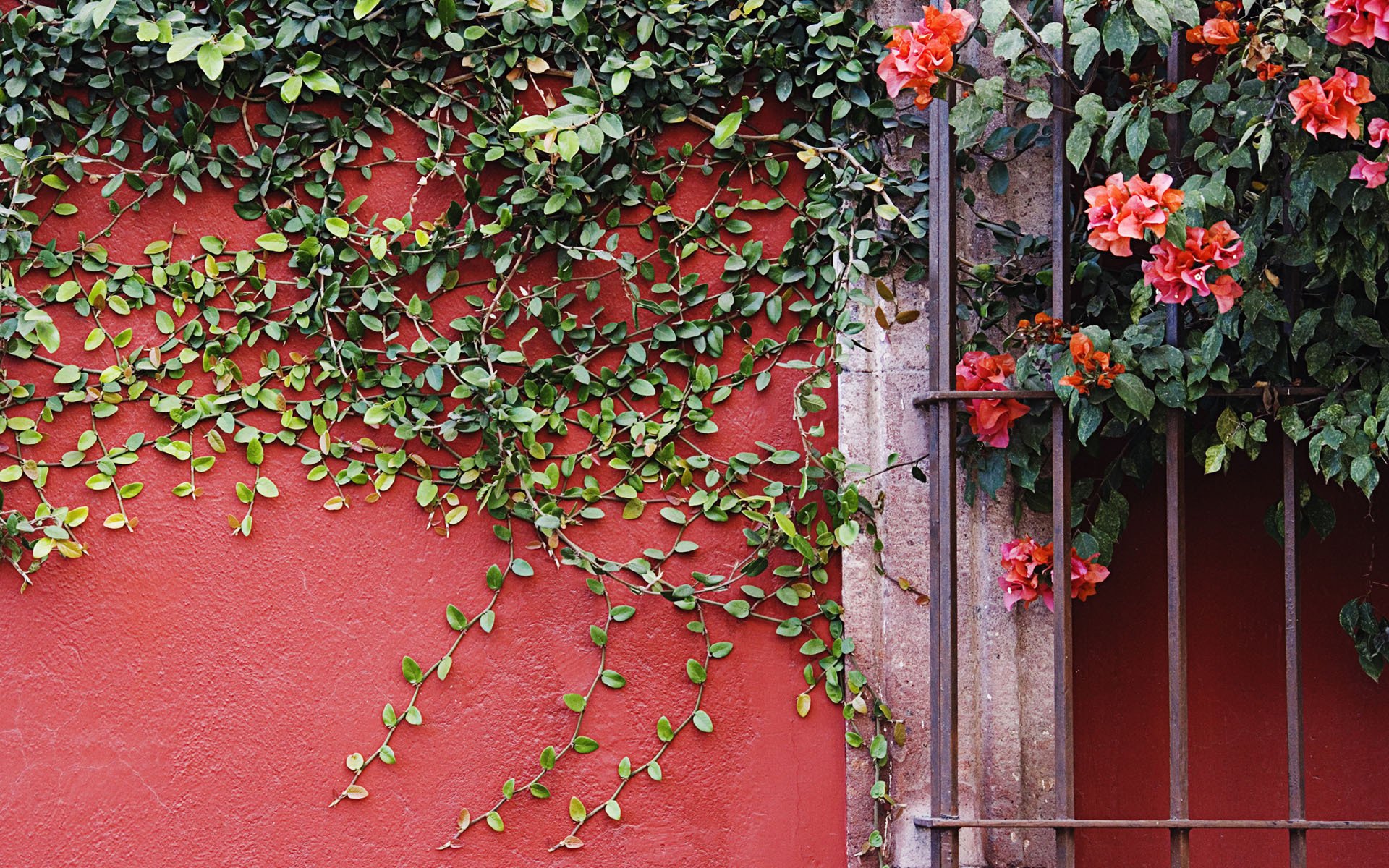 blumen wand pflanze lianen