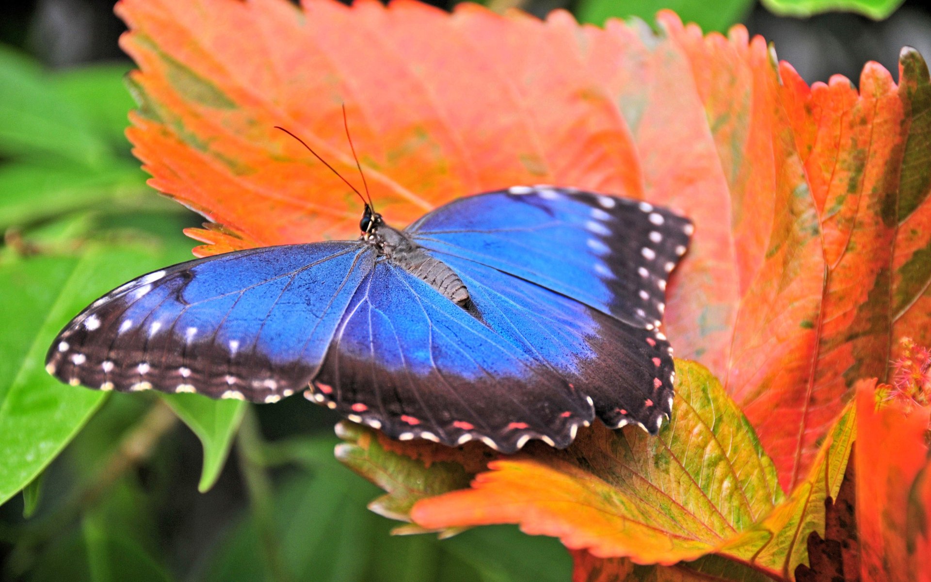 mariposa azul naranja macro hoja brillante otoño