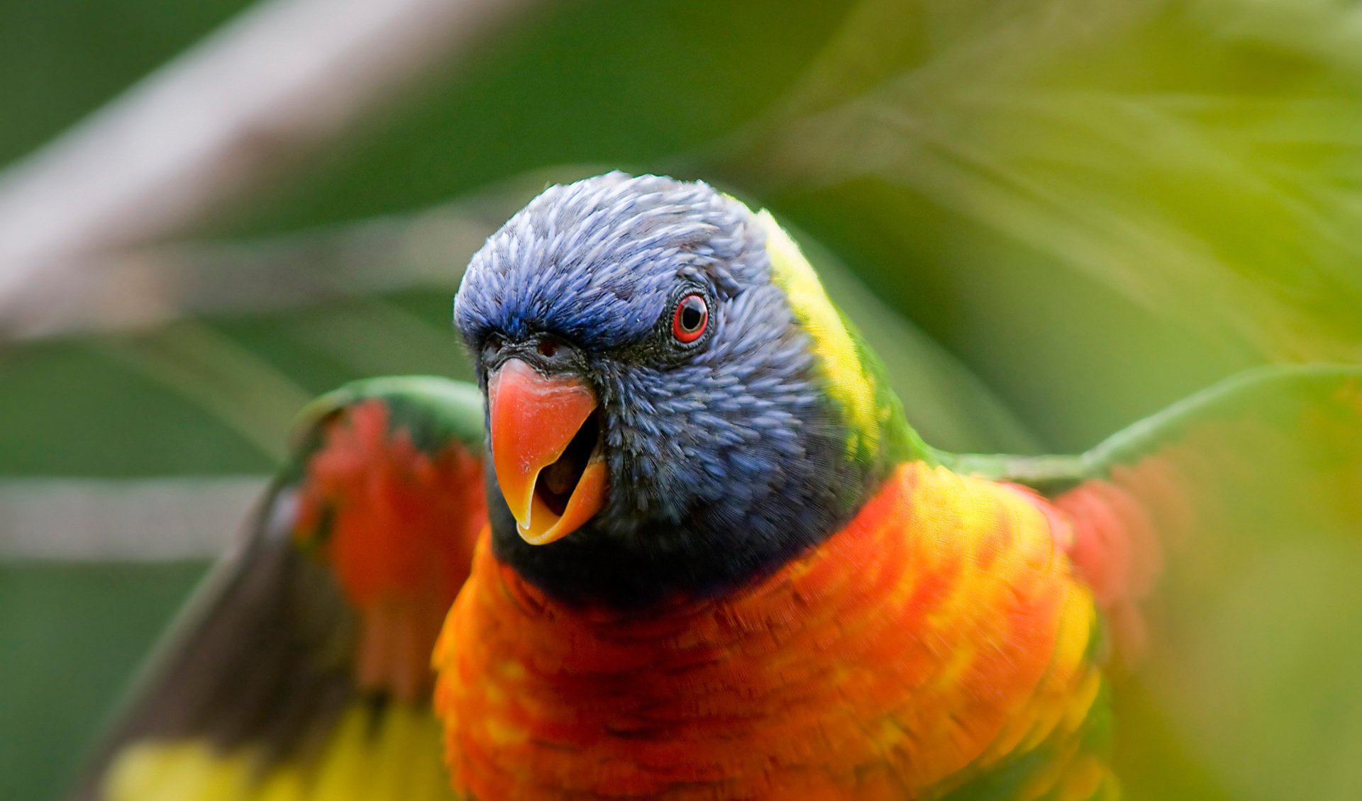 pájaro borrosidad loro