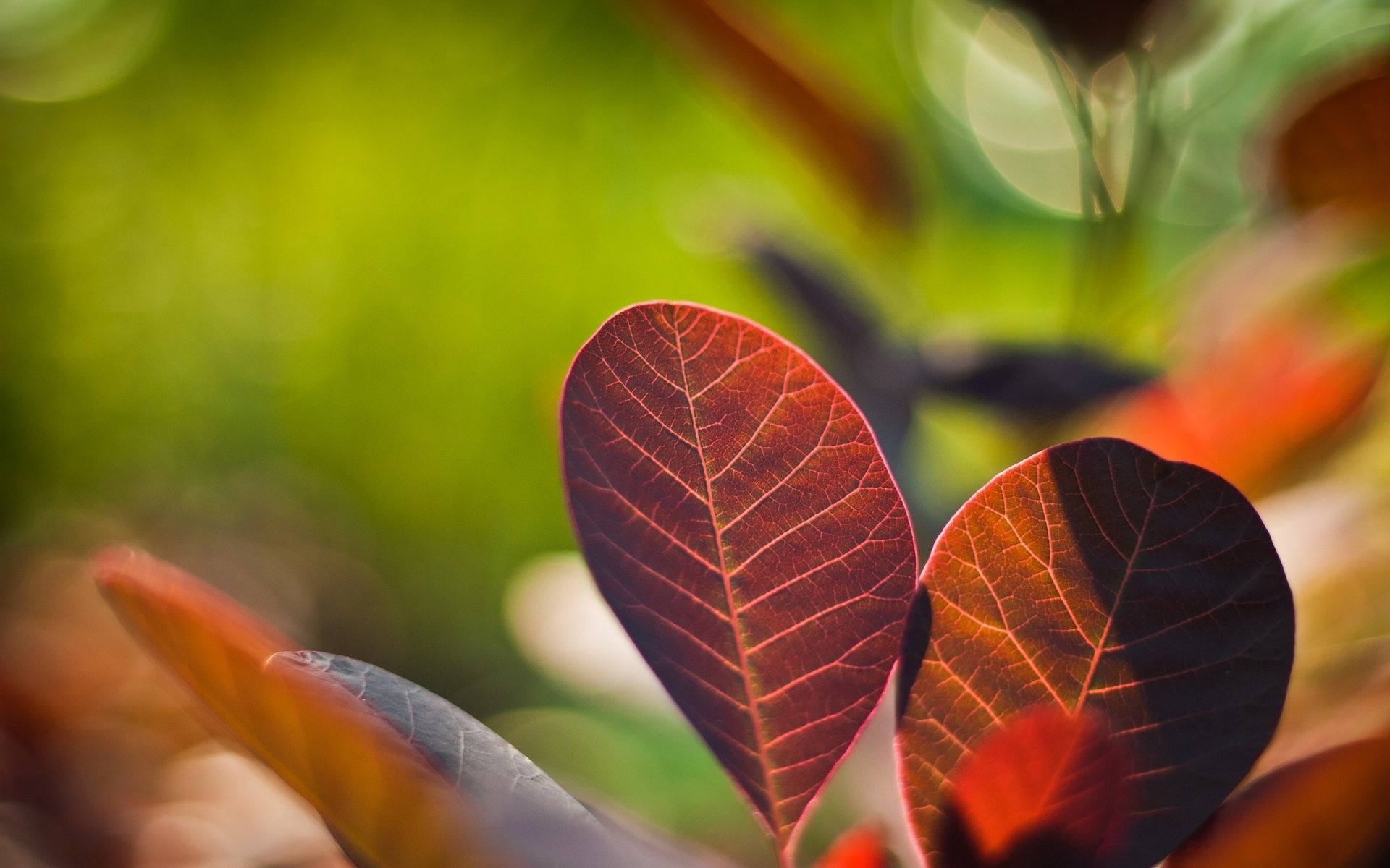 pflanzen foto blätter farben natur hell makro