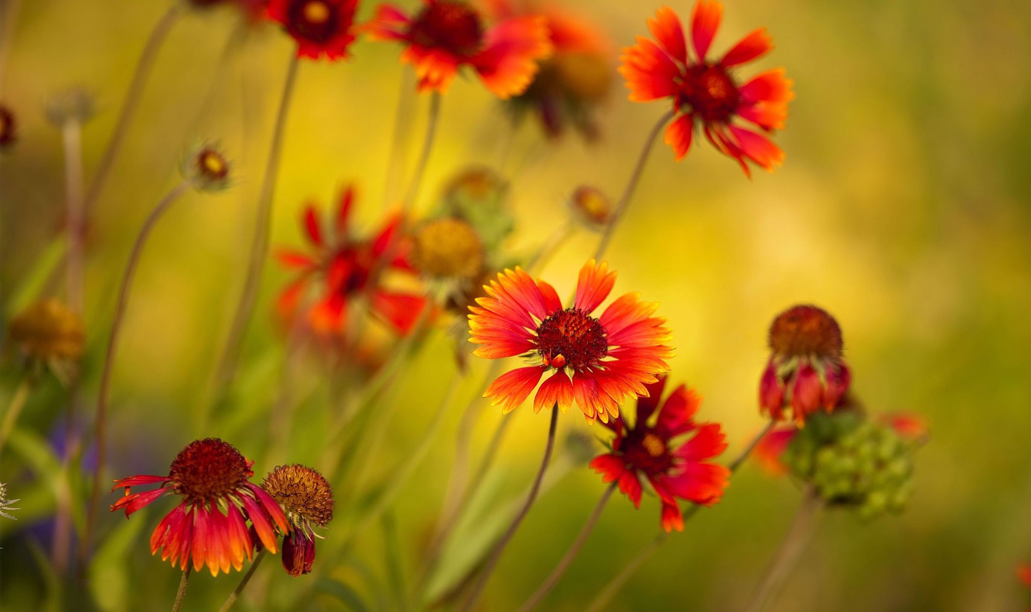 foto fiori colori macro pianta luminoso rosso campo