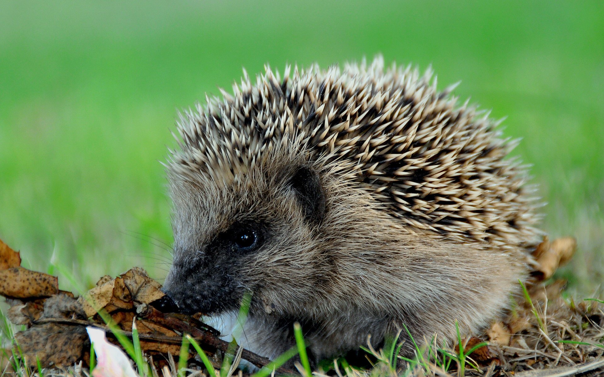 igel gras stacheln blätter