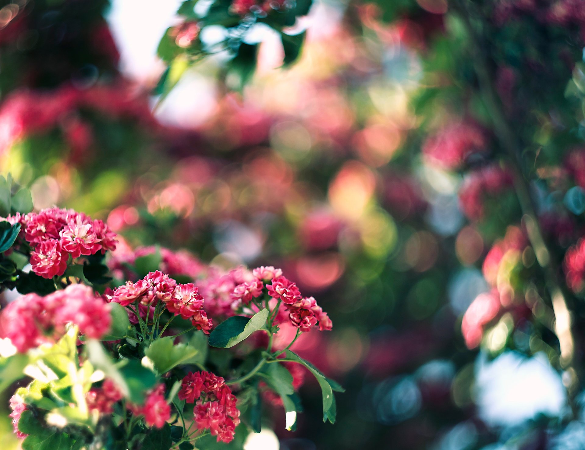 holz blendung rosa farbe