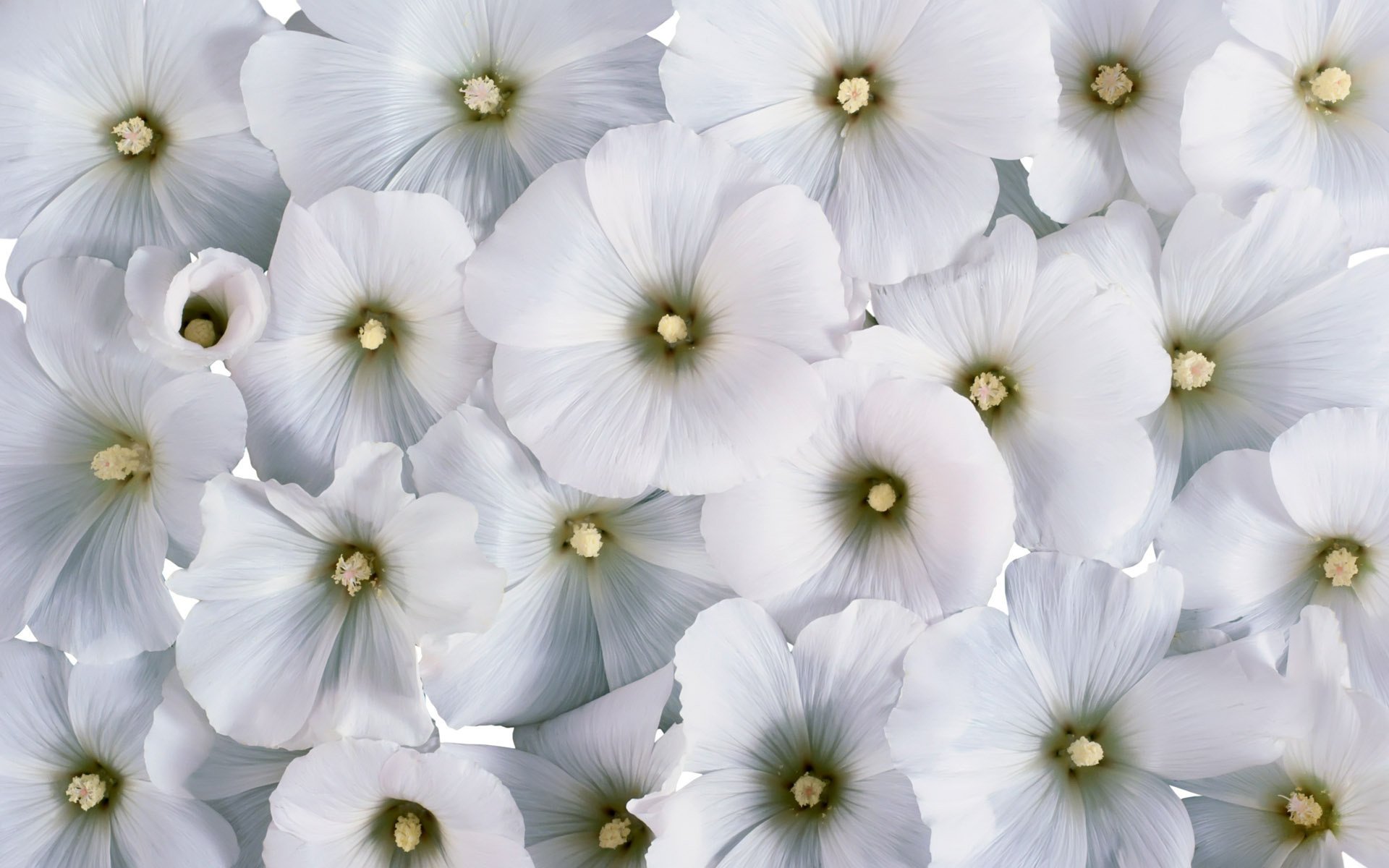 lavatera fleurs blanches fond fleurs