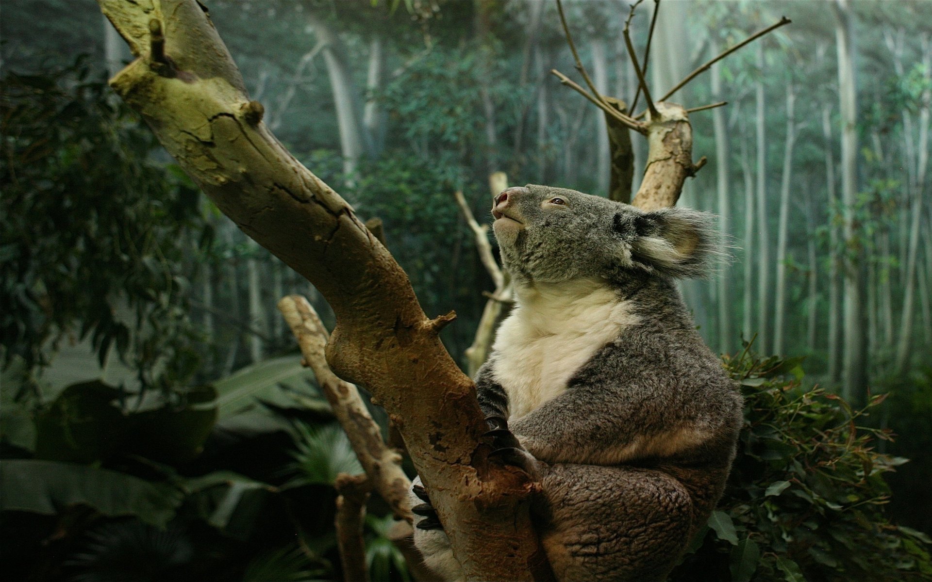 koala łapy pazury las drzewo pień