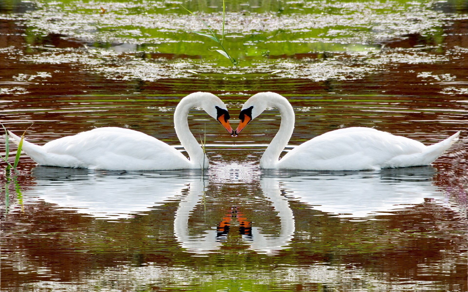 animali cigni lago fiume acqua riflessione